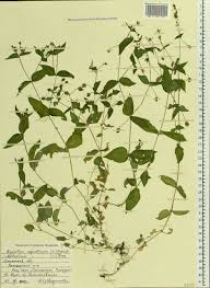 Attēlu rezultāti vaicājumam “Myosoton aquaticum”