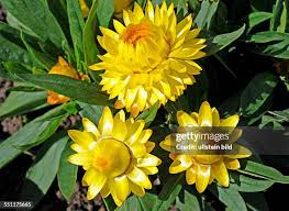 Image result for Strohblume