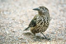 Image result for Nucifraga caryocatactes