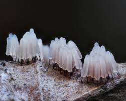 Attēlu rezultāti vaicājumam “Stemonitis lignicola macro”