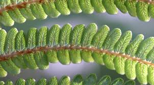 Attēlu rezultāti vaicājumam “Sclerophora pallida”