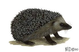 Attēlu rezultāti vaicājumam “Erinaceus sp.”