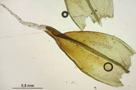 Attēlu rezultāti vaicājumam “Schistidium robustum”