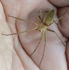 Attēlu rezultāti vaicājumam “Pisaura mirabilis female”