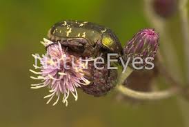 Attēlu rezultāti vaicājumam “Potosia cuprea”