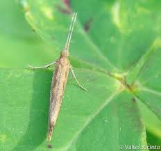 Attēlu rezultāti vaicājumam “Plutella xylostella”