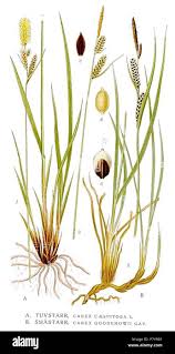 Attēlu rezultāti vaicājumam “Carex cespitosa”