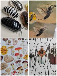 Attēlu rezultāti vaicājumam “Diphyus latebricola”