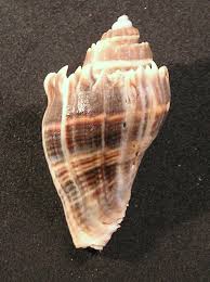 Image result for Melongena corona