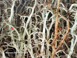 Attēlu rezultāti vaicājumam “Cladonia ciliata”