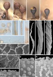 Attēlu rezultāti vaicājumam “Trichia sp.”