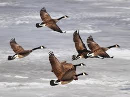 Image result for Branta canadensis