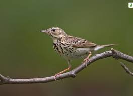 Image result for Anthus trivialis