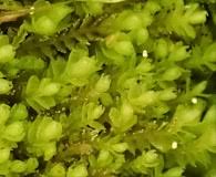 Attēlu rezultāti vaicājumam “Harpanthus scutatus”