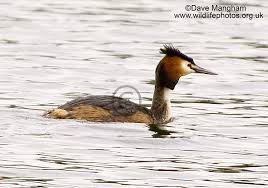Attēlu rezultāti vaicājumam “Podiceps cristatus”