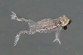 Attēlu rezultāti vaicājumam “Rana temporaria adult”