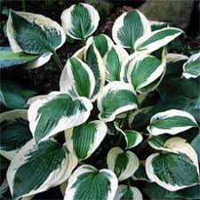 Attēlu rezultāti vaicājumam “Populus x petrowskyana”