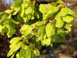 Attēlu rezultāti vaicājumam “Ulmus glabra leaf”
