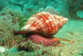 Image result for Cinctura hunteria