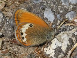 Attēlu rezultāti vaicājumam “Coenonympha hero underside”