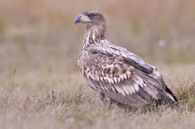 Image result for Haliaeetus albicilla