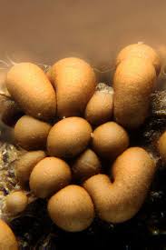 Attēlu rezultāti vaicājumam “Trichia contorta”