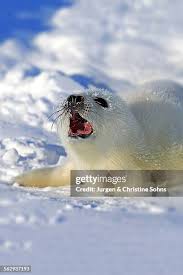 Image result for Pagophilus groenlandicus