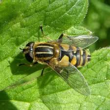 Attēlu rezultāti vaicājumam “Helophilus hybridus male”