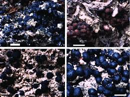 Attēlu rezultāti vaicājumam “Bilimbia tetramera”