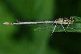 Attēlu rezultāti vaicājumam “Platycnemis pennipes”