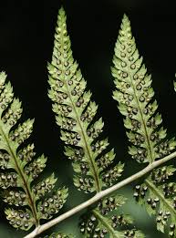 Attēlu rezultāti vaicājumam “Dryopteris carthusiana”