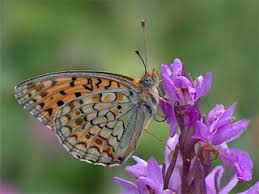 Attēlu rezultāti vaicājumam “Argynnis niobe underside”