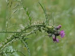 Attēlu rezultāti vaicājumam “Cirsium palustre leaf”