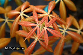 Attēlu rezultāti vaicājumam “Aesculus x neglecta”