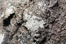 Attēlu rezultāti vaicājumam “Lecanora allophana”