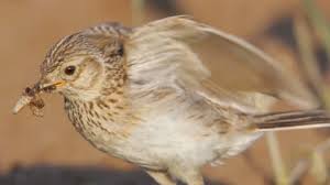 Attēlu rezultāti vaicājumam “Alauda arvensis adult”