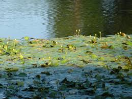 Image result for Seekanne