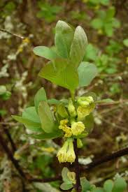 Attēlu rezultāti vaicājumam “Lonicera caerulea var. pallasii flower”