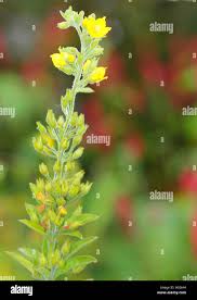 Attēlu rezultāti vaicājumam “Lysimachia thyrsiflora bud”