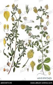 Attēlu rezultāti vaicājumam “Trifolium aureum flower”