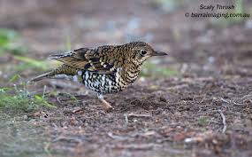 Image result for Zoothera dauma