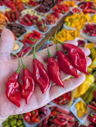 Afbeeldingsresultaat voor paper lantern hot pepper