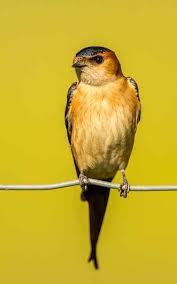 Image result for Cecropis daurica