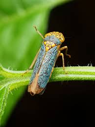 Attēlu rezultāti vaicājumam “Ophiotheca chrysosperma macro”