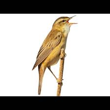 Attēlu rezultāti vaicājumam “Acrocephalus schoenobaenus adult”