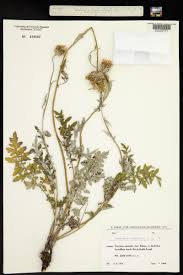 Attēlu rezultāti vaicājumam “Centaurea phrygia”