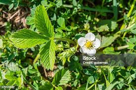 Attēlu rezultāti vaicājumam “Fragaria viridis flower”