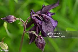 Image result for Akelei