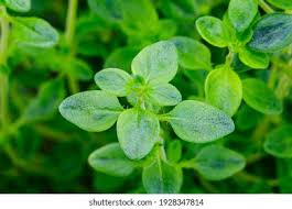 Attēlu rezultāti vaicājumam “Origanum vulgare leaf”