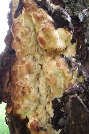 Attēlu rezultāti vaicājumam “Sarcodontia crocea”